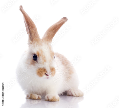 Photo: Funny rabbit Funny rabbit