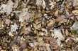 Photo: lot of leaves on the floor lot of leaves on the floor