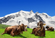 Cow lying on the meadow -Swiss Alps