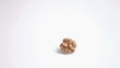 Walnut kernel falling in super slow motion