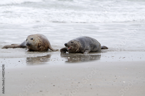 Photo: Kegelrobbe am Strand der Helgoländer Düne Kegelrobbe am Strand der Helgoländer Düne