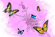 butterflies background