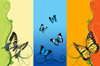 butterflies background