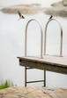 Two swallows
