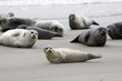 Kegelrobbenkolonie auf der Düne vor Helgoland