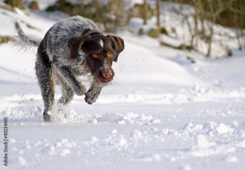 Photo: German wire-haired pointer German wire-haired pointer
