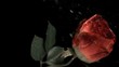 Red rose being sprayed in super slow motion