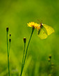 Brimstone