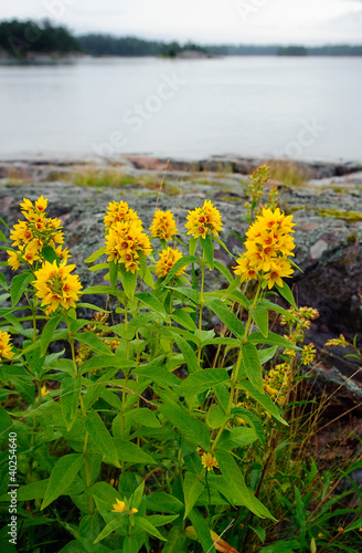 Photo: Lysimachia vulgaris Lysimachia vulgaris