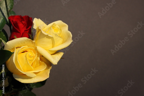Photo: Roses. Roses.