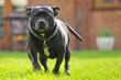 Staffordshire Bull Terrier