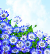 Floral daisy border