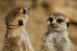 Two meerkats standing on rear legs
