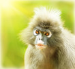 Dusky Leaf Monkey Dusky Leaf Monkey