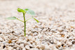 Sprout growing out of Rock in the Garden Sprout growing out of Rock in the Garden