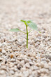Sprout growing out of Rock in the Garden Sprout growing out of Rock in the Garden