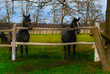 Horses