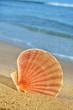 seashell