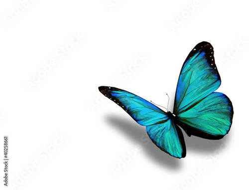 Illustration: Turquoise butterfly, isolated on white background Turquoise butterfly, isolated on white background