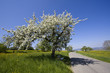 Foto: Frühlingsweg Frühlingsweg
