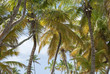 Palms, St. Catalina island