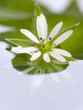 Flower reflecting from water