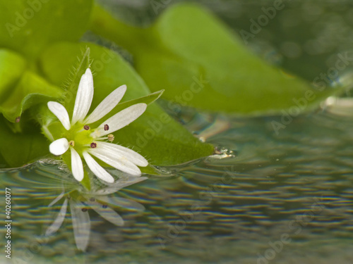 Photo: Flower in water Flower in water