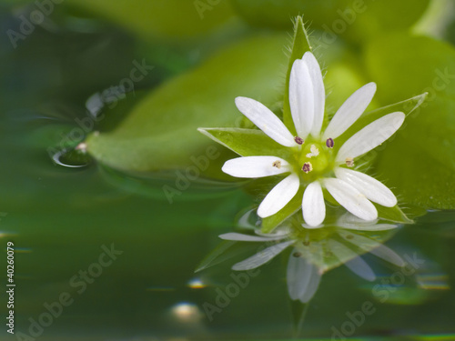 Photo: White flower in water White flower in water