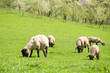 Flock of sheep rural spring