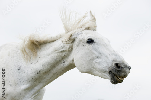 Photo: white horse white horse
