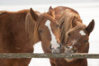 Horses in meadow