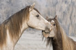 white horses