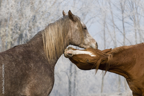 Photo: arabian horses arabian horses