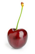Sweet cherry Sweet cherry