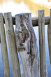 Barrière, clôture, bois, naturel, piquet, rustique