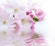 Leinwanddruck Bild - pink flower