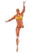 muscle woman ballet front view