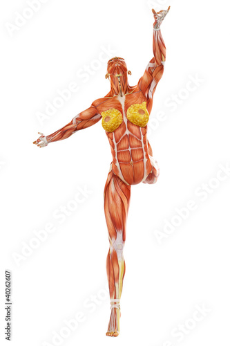 Illustration: muscle woman ballet front view muscle woman ballet front view