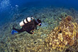 Looking down on a Diver in Kona Hawaii