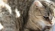 Domestic Cat