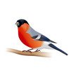 Bullfinch