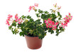 géranium lierre, Pelargonium peltatum