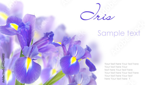 Photo: Blue irises isolated on white Blue irises isolated on white