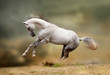 silver-white stallion playing