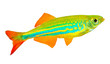 Tropical fish isolated on a white background.