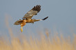 Marsh Harrier in flight