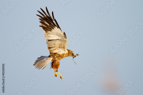 Photo: Marsh Harrier in flight Marsh Harrier in flight