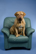 Dog on the arm chair