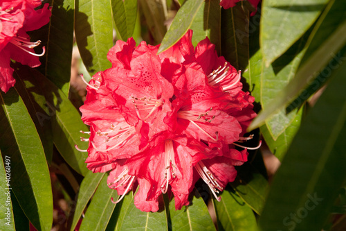 Photo: early flowering bright red rhododendron early flowering bright red rhododendron