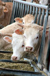 vache
